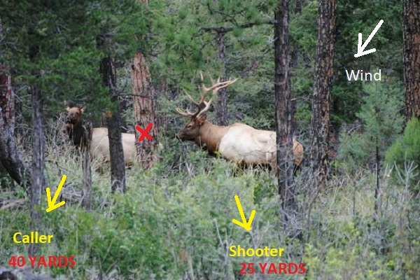 Woods Elk.jpg