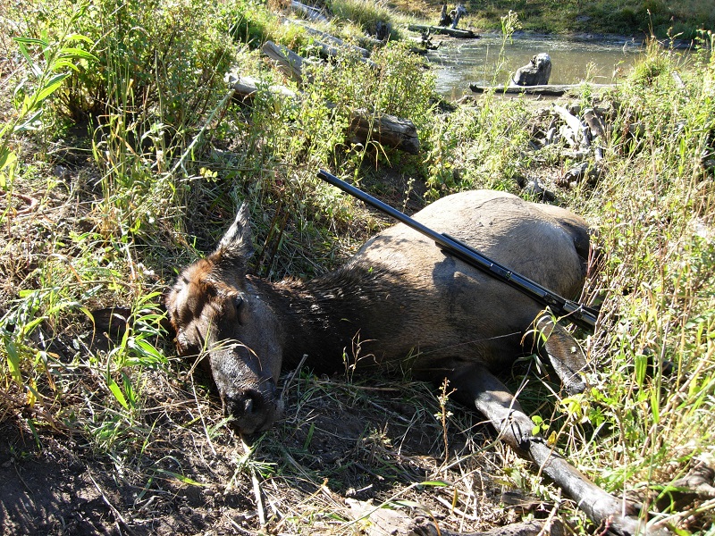 beaver pond elk.jpg