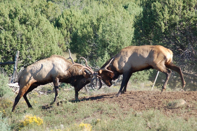 Fighting Elk 1.jpg