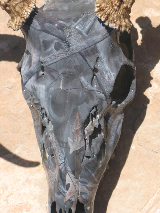 deer skull.jpg