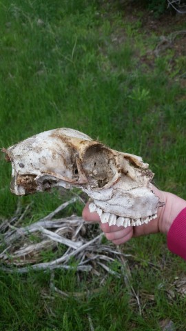 julies skull (Small).jpeg