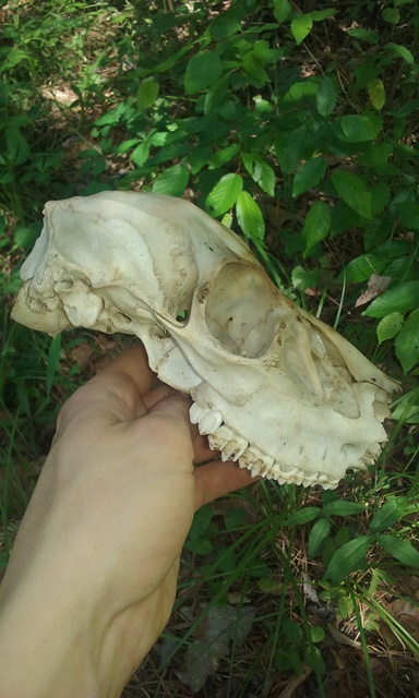 skull 061.jpg