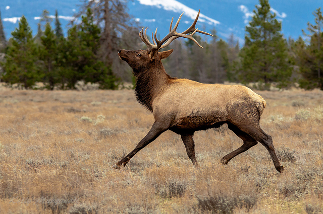 Running Elk.jpg