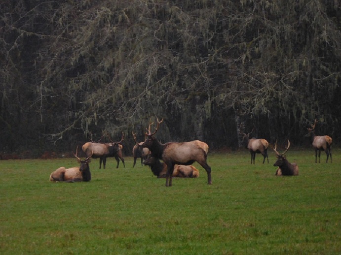 Roosevelt Elk 12-17 021.JPG