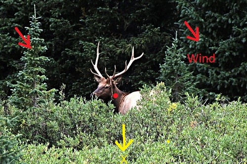 elk shot.jpg
