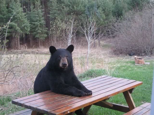 bear_at_picnic_table.jpg