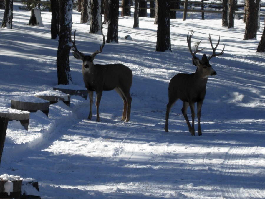 winter deer.jpg