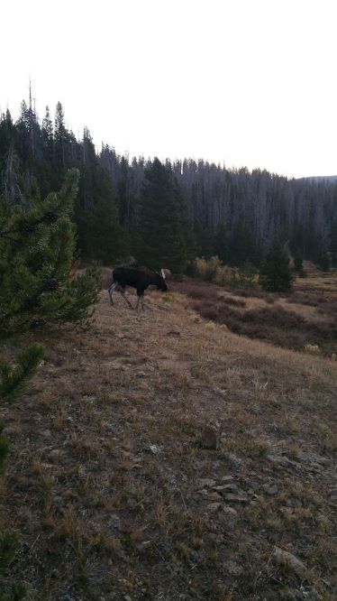 bull moose solo_small.jpg